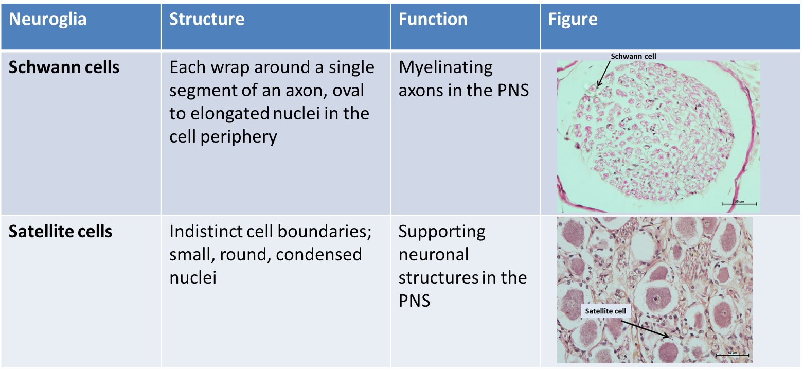 Simple Squamous